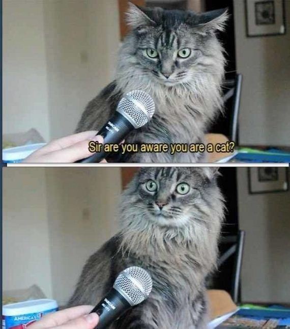 funny-pictures-960