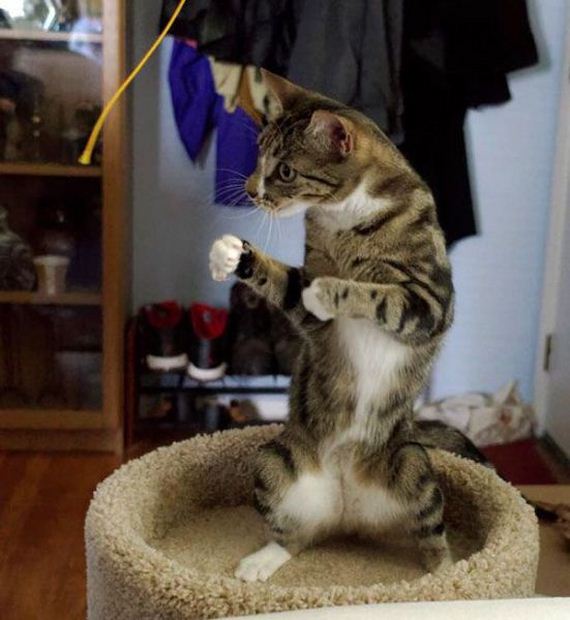 funny-pictures-961