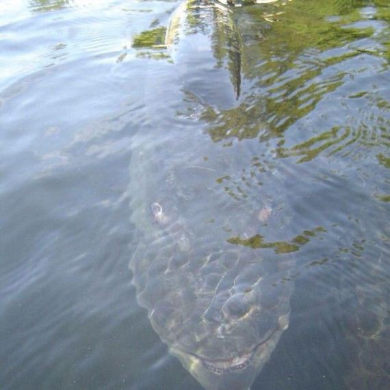 funny-pictures-961