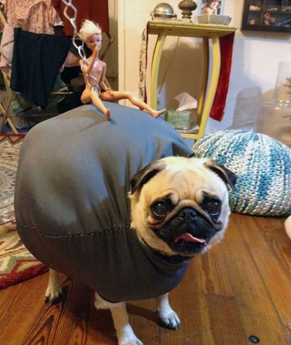funny-pictures-966