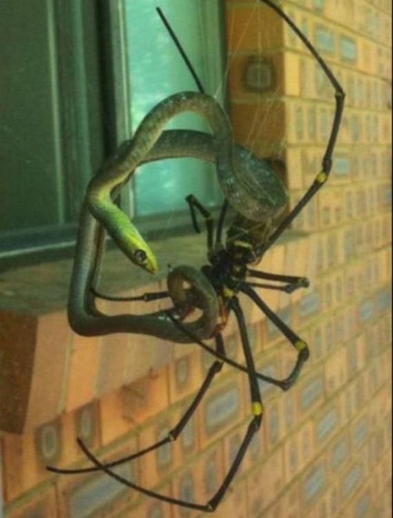 hell_nope_not