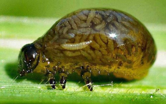 hell_nope_not