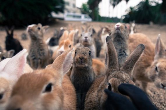 here-it-is-rabbit-heaven-in-japan-artnaz-com