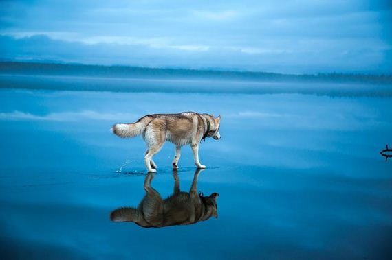 huskies-lake-play