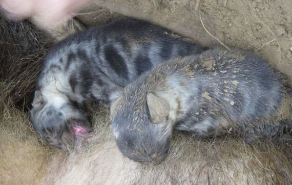 hyena-pup-rescue