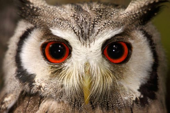 hypnosis-owl