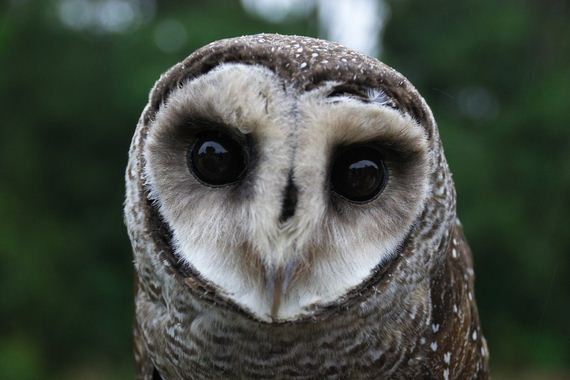 hypnosis-owl