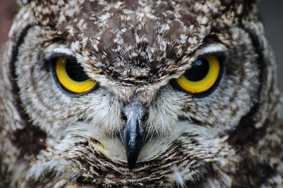 hypnosis-owl