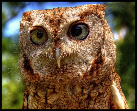 hypnosis-owl
