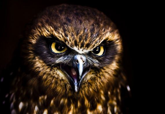 hypnosis-owl