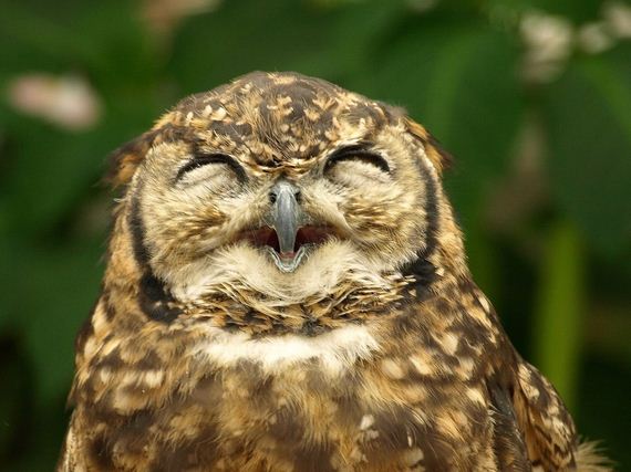 hypnosis-owl