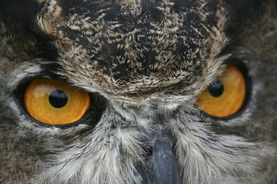 hypnosis-owl