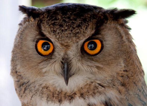 hypnosis-owl