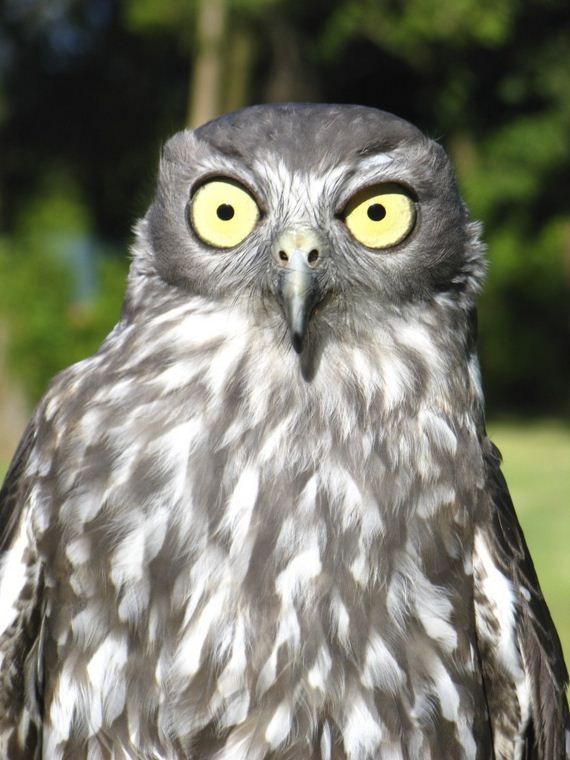 hypnosis-owl
