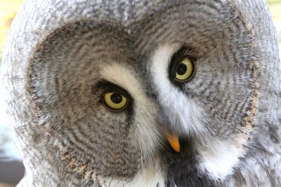 hypnosis-owl