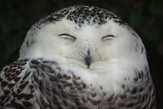 hypnosis-owl