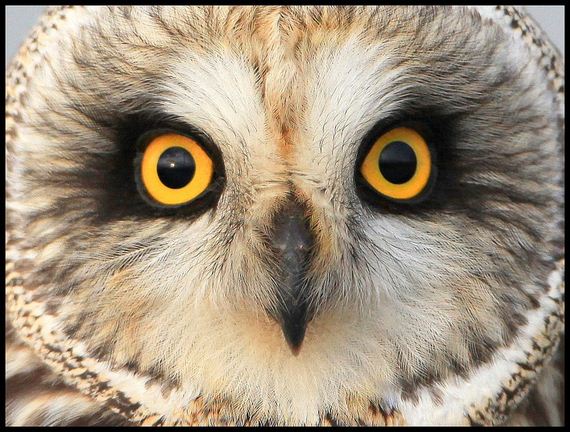 hypnosis-owl