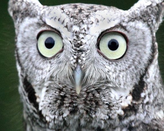 hypnosis-owl