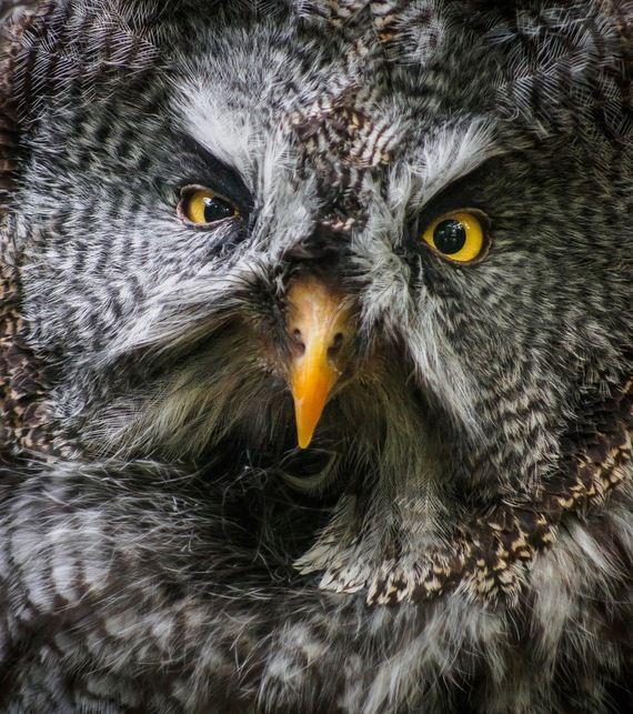 hypnosis-owl