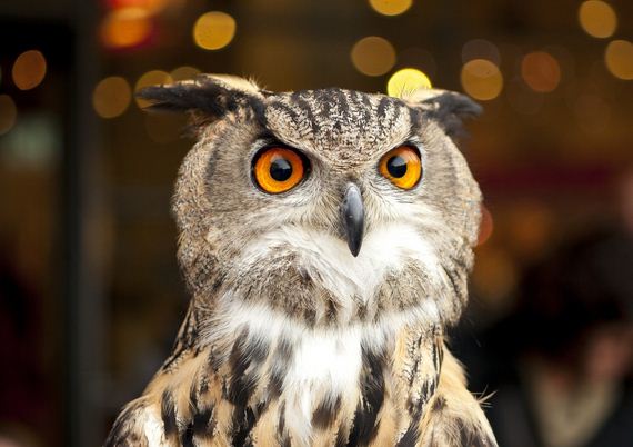 hypnosis-owl