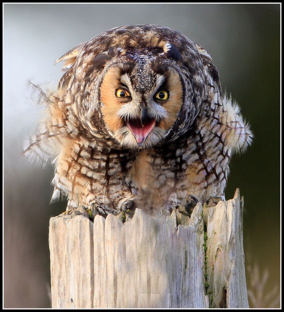 hypnosis-owl