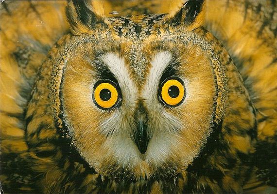 hypnosis-owl