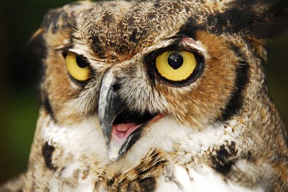 hypnosis-owl