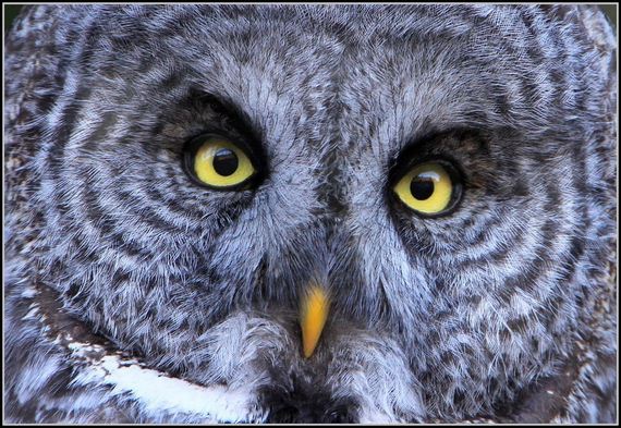 hypnosis-owl