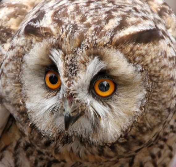 hypnosis-owl