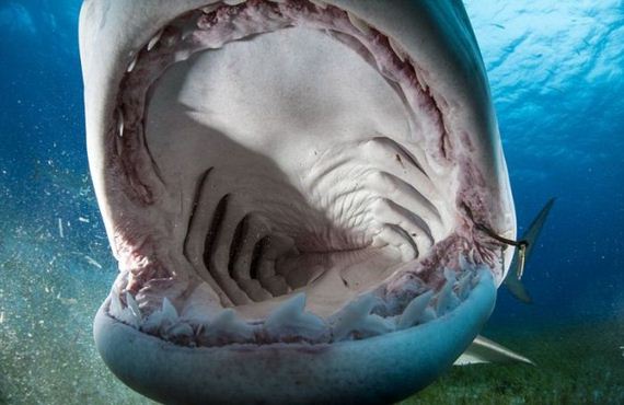 inside_shark_mouth
