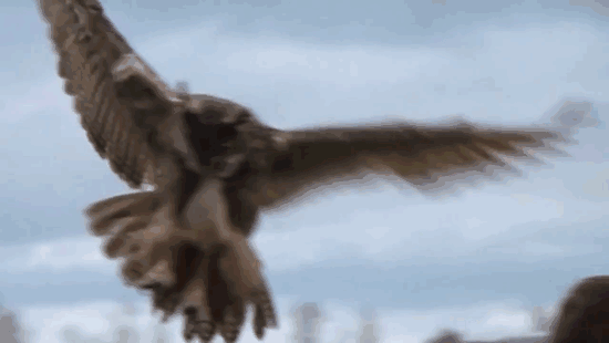 landing-owl