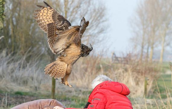 landing-owl