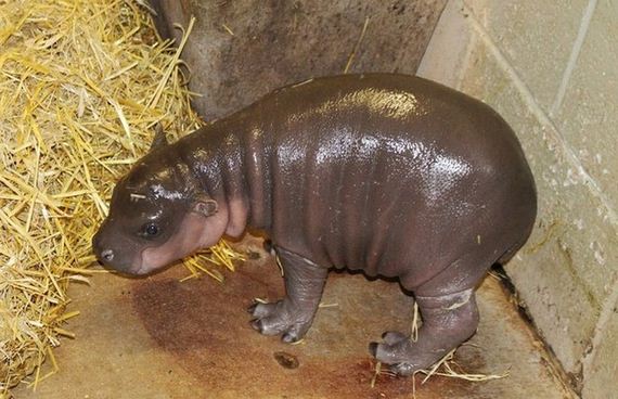 newborn_pygmy_hippo