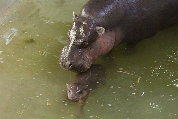 newborn_pygmy_hippo