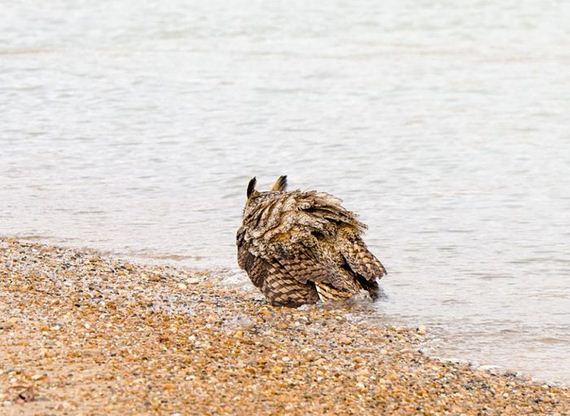 owl_can_swim