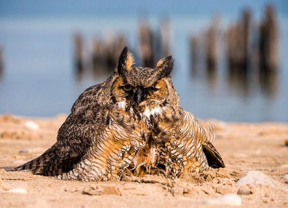 owl_can_swim-1
