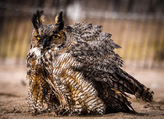 owl_can_swim