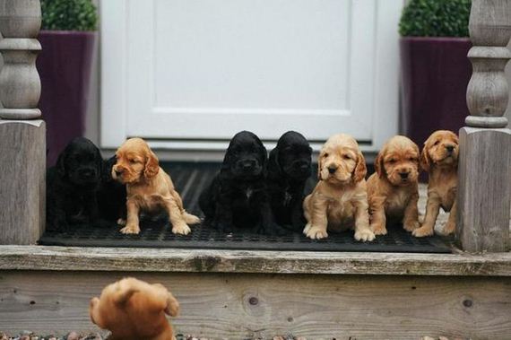 precious_puppies