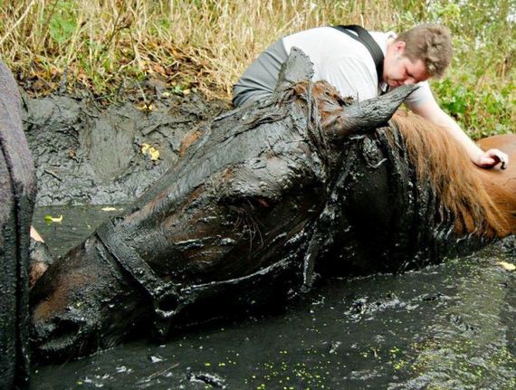 rescue_horse