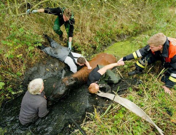 rescue_horse