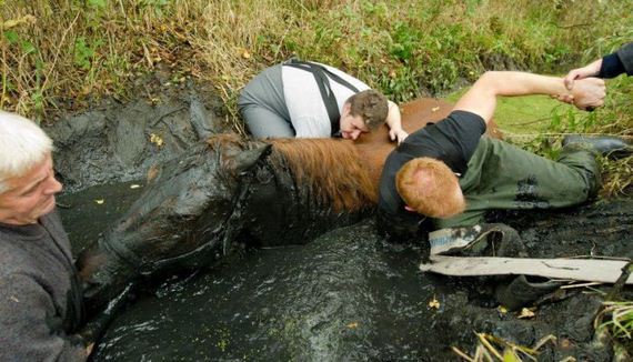 rescue_horse