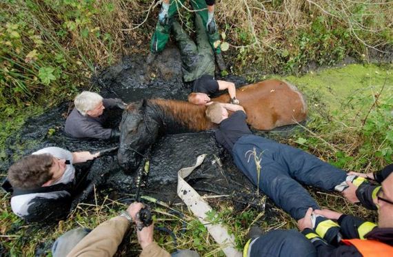 rescue_horse