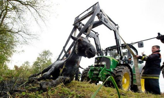 rescue_horse