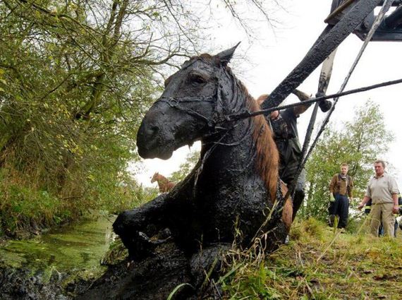 rescue_horse