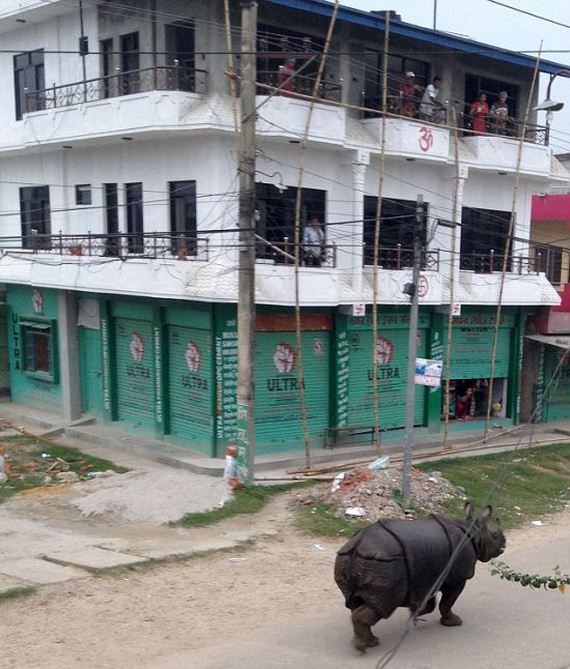 rhino_nepal