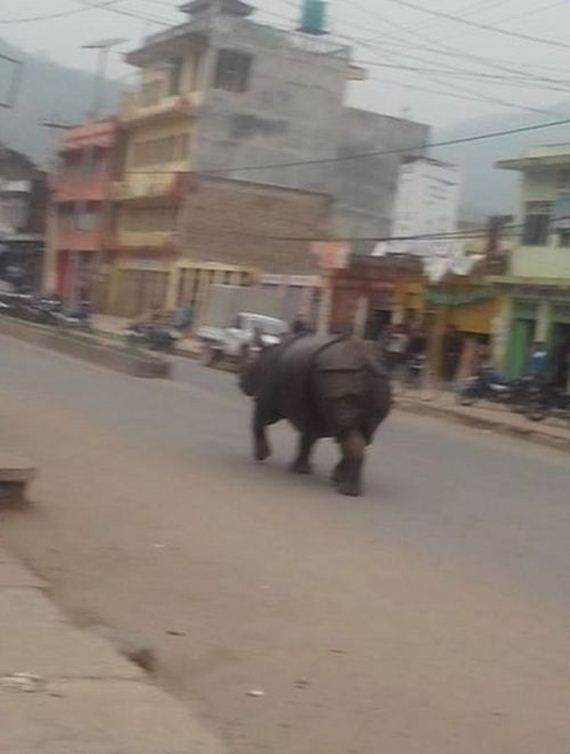 rhino_nepal