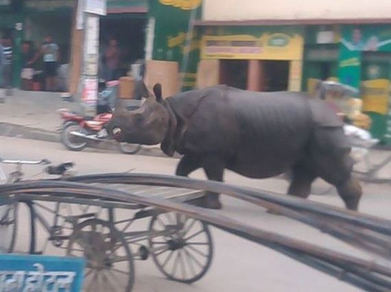 rhino_nepal