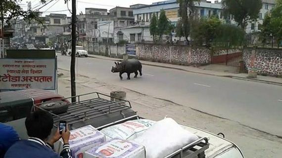 rhino_nepal