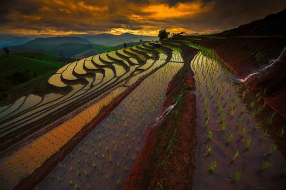 rice_field_photography