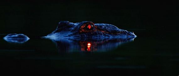 scarer_at_night